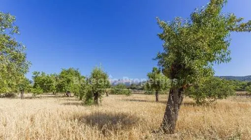 Preciosa parcela mallorquina con vistas serenas en venta en Campanet, Mallorca