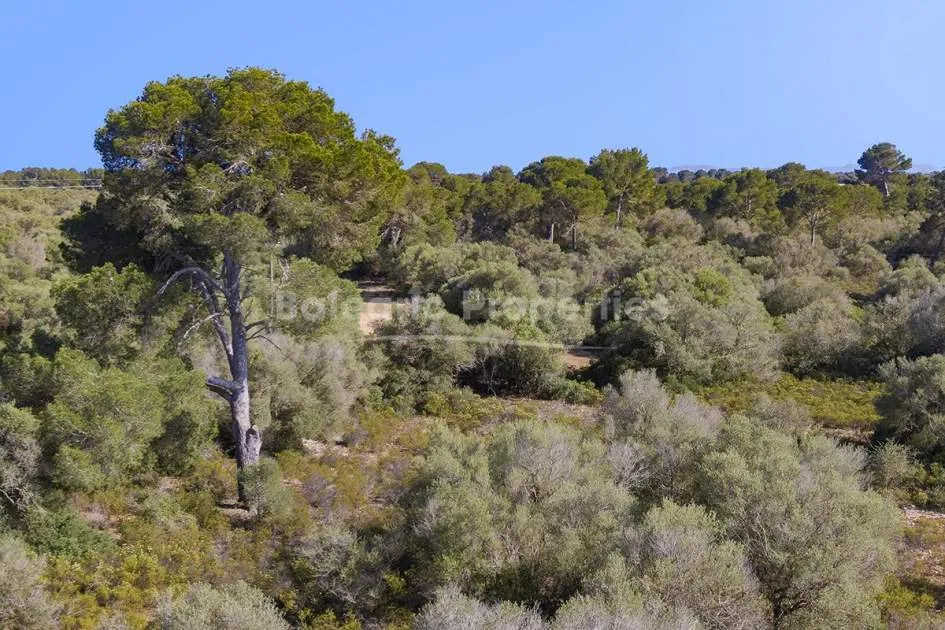 Enorme parcela donde construir la casa de sueños en venta en Llucmajor, Mallorca