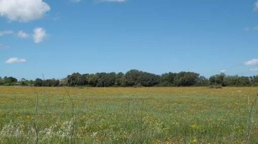 Solar con proyecto en un entorno rural en Algaida